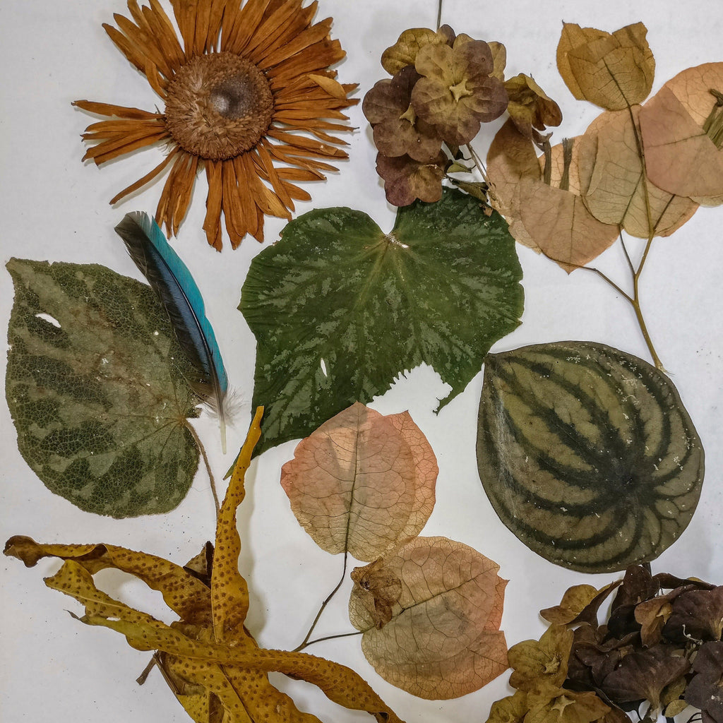 COLOUR at WHITEPOMEGRANATE